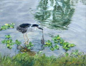 Night heron standing on edge of pond