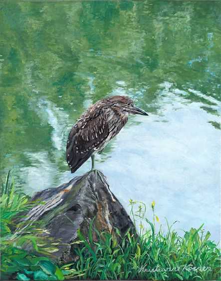 Young heron perched on rock beside pond