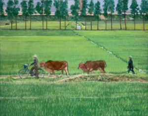 farmers with bicycles leading cows in rice field