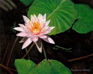 pink water lily in tea-colored water
