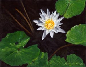 white water lily in tea-colored water